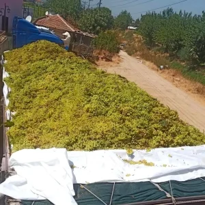 Sarigolde Saraplik Uzum Alimlari Devam Ediyor