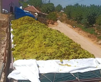Sarigolde Saraplik Uzum Alimlari Devam Ediyor