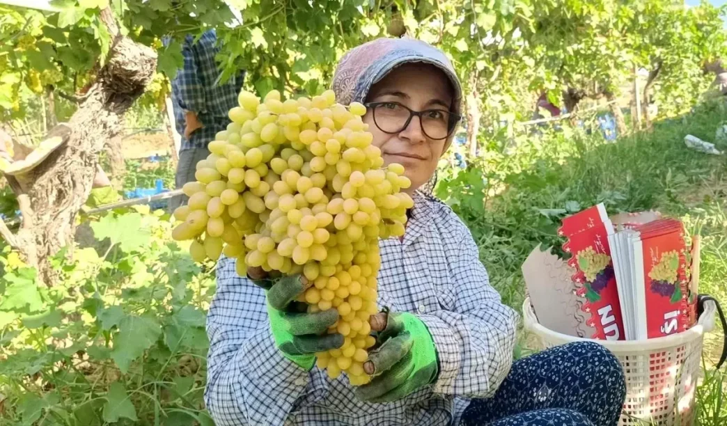 Sarigolde Uzum Fiyatlari Ustune Cikti