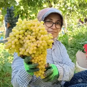 Sarigolde Uzum Fiyatlari Ustune Cikti