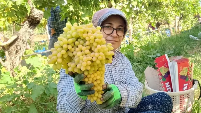 Sarigolde Uzum Fiyatlari Ustune Cikti