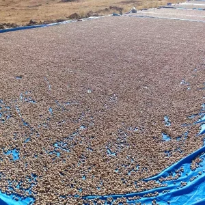 Siirt Fistigindaki Isleme Calismalari Devam Ediyor