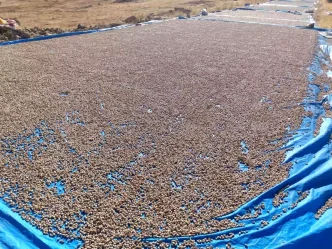 Siirt Fistigindaki Isleme Calismalari Devam Ediyor