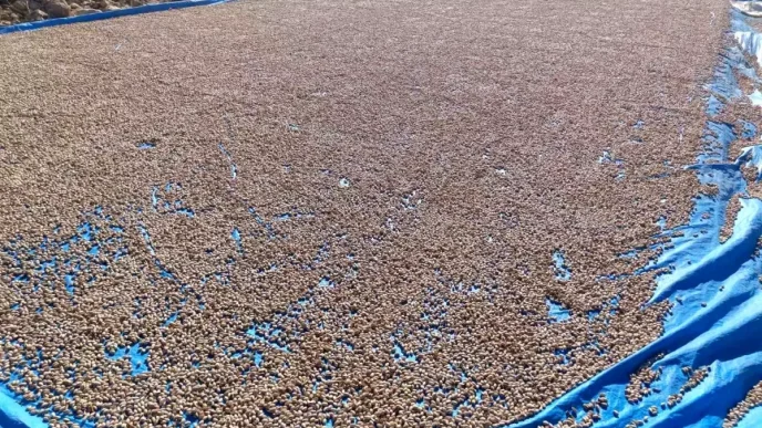 Siirt Fistigindaki Isleme Calismalari Devam Ediyor