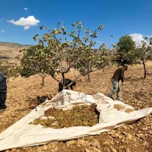 Siirtte Fistik Hasadi Asiri Sicaklik ve Kuraklik Sebebiyle Zarar Gordu