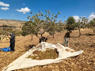 Siirtte Fistik Hasadi Asiri Sicaklik ve Kuraklik Sebebiyle Zarar Gordu