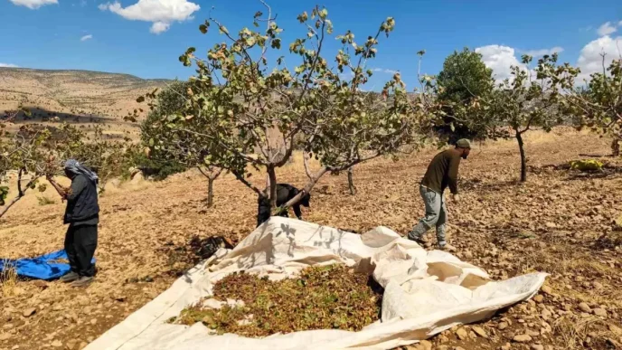 Siirtte Fistik Hasadi Asiri Sicaklik ve Kuraklik Sebebiyle Zarar Gordu