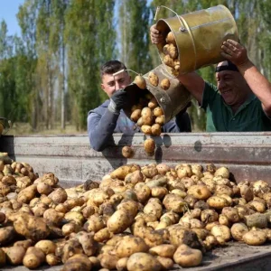 Tarimsal Girdi Fiyat Endeksi Yuzde 3422 Artti