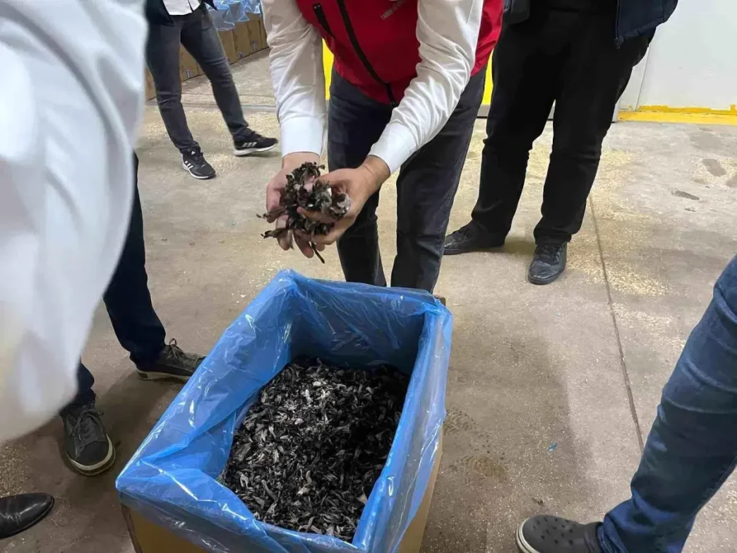 Tekirdagda Truf Mantarlari Ihrac Ediliyor