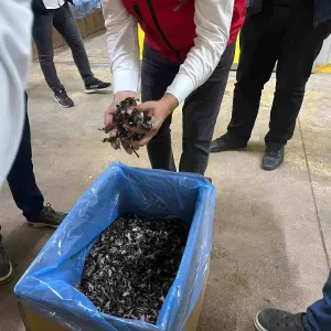 Tekirdagda Truf Mantarlari Ihrac Ediliyor
