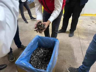 Tekirdagda Truf Mantarlari Ihrac Ediliyor