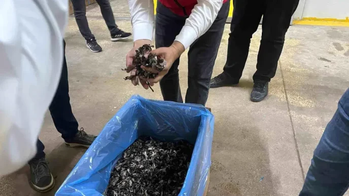 Tekirdagda Truf Mantarlari Ihrac Ediliyor