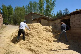 Tercanda Ciftciler Kis Icin Samanlari Hazirliyor