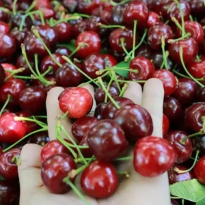 Tokatin ozel kirazi urun vermedi 5 milyon dolarlik kayip yasandi