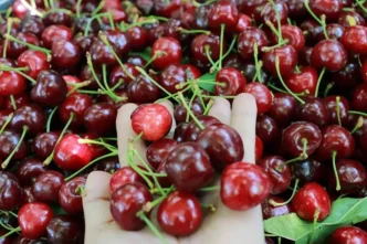 Tokatin ozel kirazi urun vermedi 5 milyon dolarlik kayip yasandi