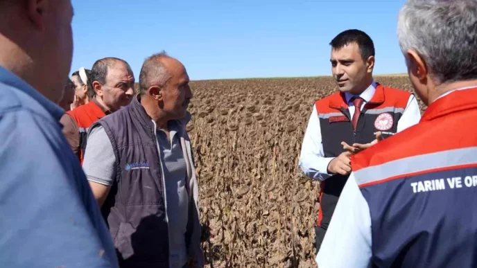 Tokatta 186 Ton Hibeli Aycicegi Tohumu Dagitildi ve Hasadi Basladi