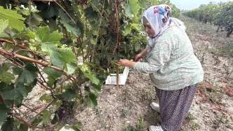 Tokatta Narince Uzum Hasadi Basladi Rekolte Yuzde 80 Dustu