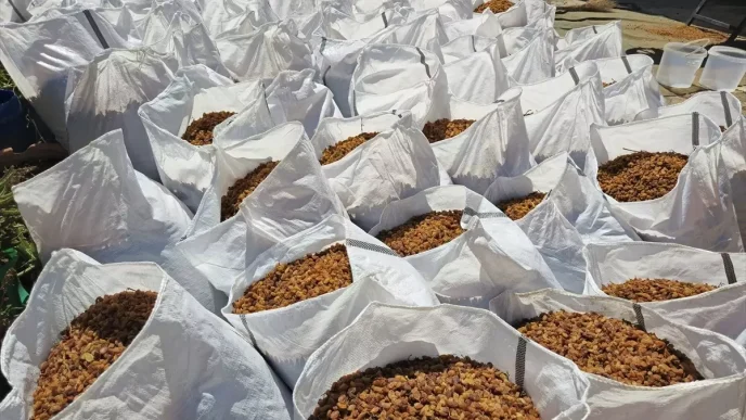 Turkiye Kuru Uzum Ihracatinda Miktar Duserken Gelir Rekoru Kirdi