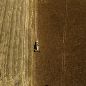 Usakta Corek Otu Ekim Alani Yuzde 335 Artarak 33 Bin