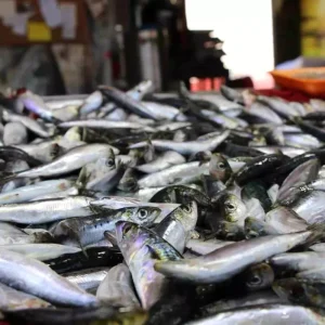 Usakta Yeni Balik Sezonu Heyecani