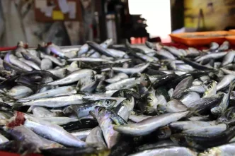 Usakta Yeni Balik Sezonu Heyecani