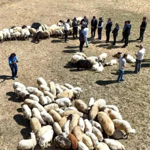 Vanda Ciftcilere Sifir Faizli Kredi ve 240 Bin Koyun Destegi
