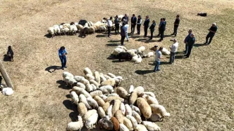 Vanda Ciftcilere Sifir Faizli Kredi ve 240 Bin Koyun Destegi