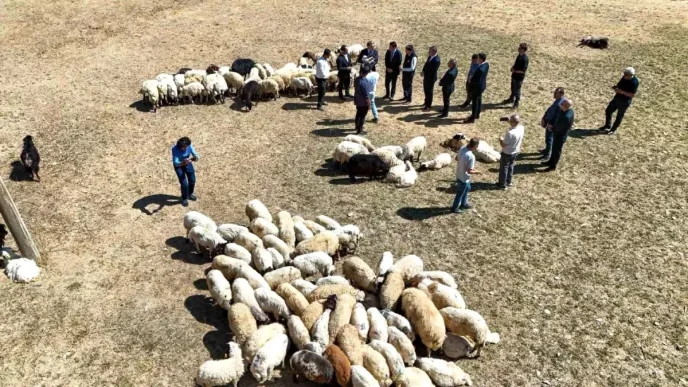 Vanda Ciftcilere Sifir Faizli Kredi ve 240 Bin Koyun Destegi