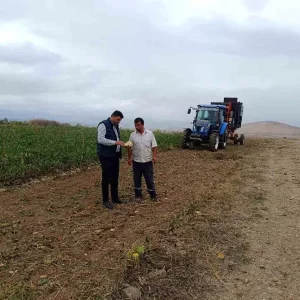 Vezirkoprude Seker Pancari Hasat Donemi Basladi