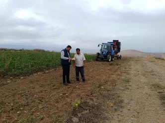 Vezirkoprude Seker Pancari Hasat Donemi Basladi