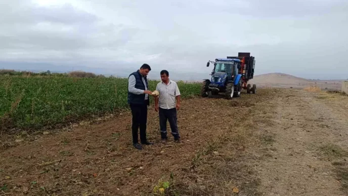 Vezirkoprude Seker Pancari Hasat Donemi Basladi