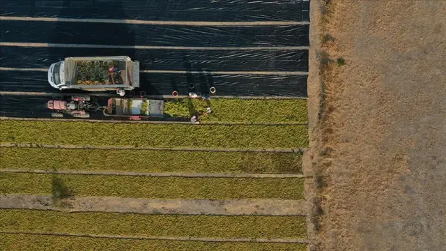 Yaklaşık 42 bin futbol sahası büyüklüğündeki tarım arazisi kiralanacak
