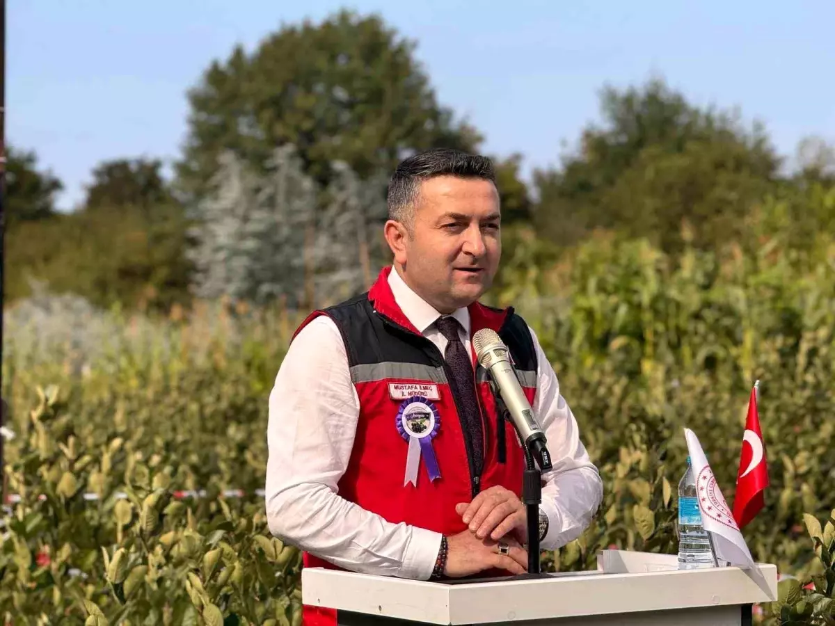 Yalovada Aronya Hasat Etkinligi Basladi 250 Ton Rekolte Bekleniyor