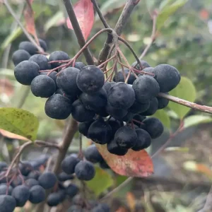 Yalovada Aronya Hasat Senligi Basladi