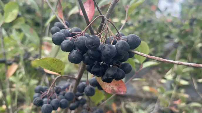 Yalovada Aronya Hasat Senligi Basladi