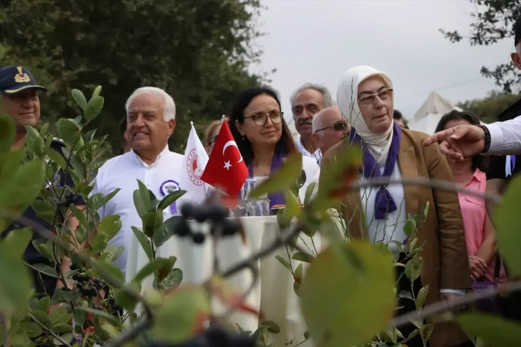 Yalovada Organik Aronya Hasat Donemi Basladi