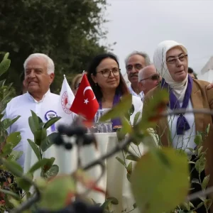 Yalovada Organik Aronya Hasat Donemi Basladi