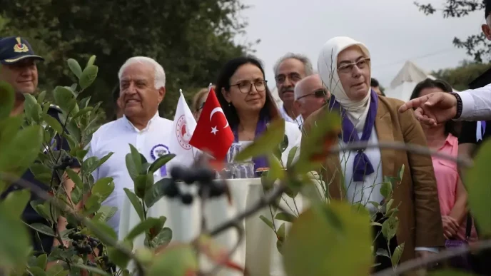 Yalovada Organik Aronya Hasat Donemi Basladi