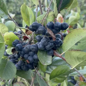 Yalovada aronya hasadinda 250 ton rekolte bekleniyor