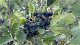 Yalovada aronya hasadinda 250 ton rekolte bekleniyor