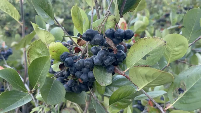 Yalovada aronya hasadinda 250 ton rekolte bekleniyor