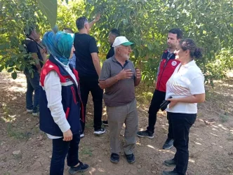 Yapagli Koyu Ceviz Hasadi Oncesi Incelemeler Yapildi