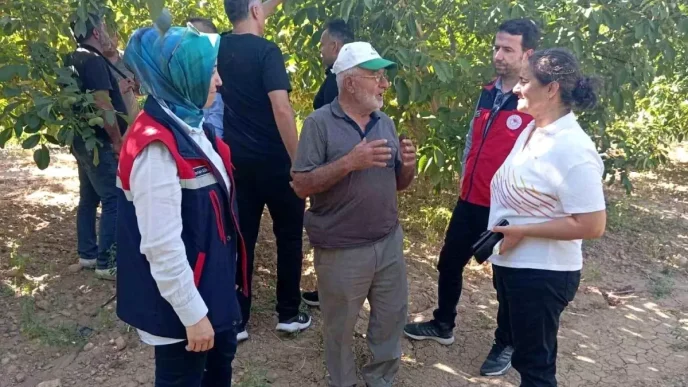 Yapagli Koyu Ceviz Hasadi Oncesi Incelemeler Yapildi