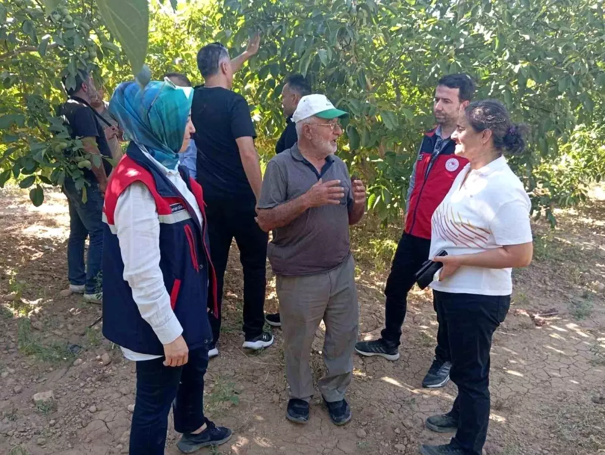 Yapagli Koyu Ceviz Hasadi Oncesi Incelemeler Yapildi