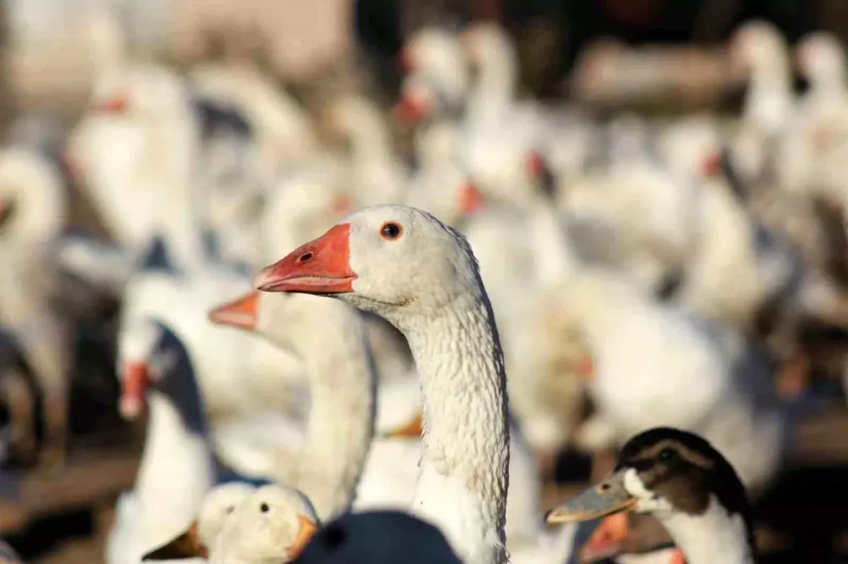 Yozgatli Girisimci Kaz Yetistiriciliginde Basariya Ulasti