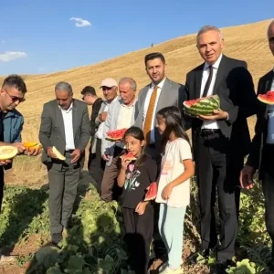 Yuksekovada Misir Karpuz ve Kavun Hasadi Basladi
