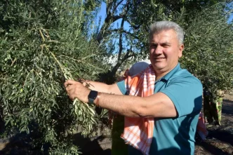 Zeytinyaginin AB Tescili Icin Cabalar Devam Ediyor