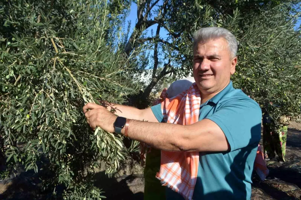Zeytinyaginin AB Tescili Icin Cabalar Devam Ediyor