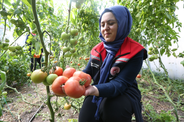 6 ay karın yerle kaldığı ilde domates yetiştiriyorlar! Verim ihya etti