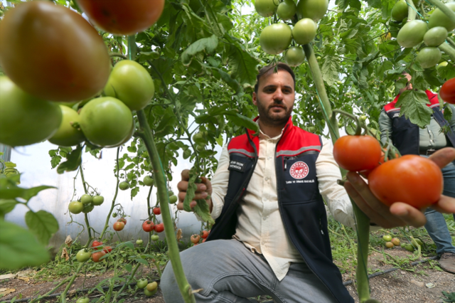 6 ay karın yerle kaldığı ilde domates yetiştiriyorlar! Verim ihya etti